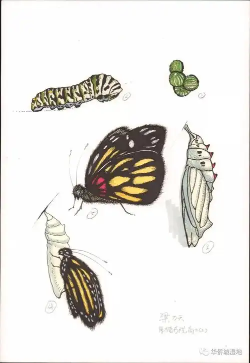 华侨城湿地 | 环境解说系统的故事-一笔一画绘就湿地情