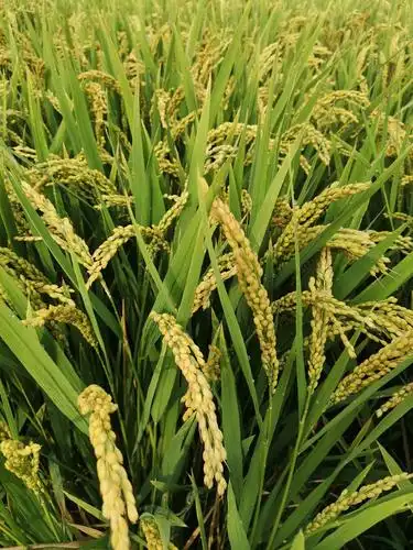 兵哥赵爽家2020年栽种水稻(香糯米)从育苗栽种收获掠影