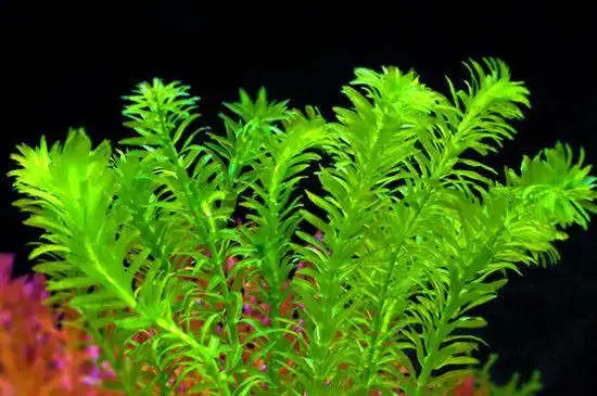 蜈蚣草水草的养殖方法和注意事项(蜈蚣草怎么爆缸)