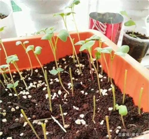 白菜苗徒长怎么办?知道徒长原因,有的放矢才能有效预防