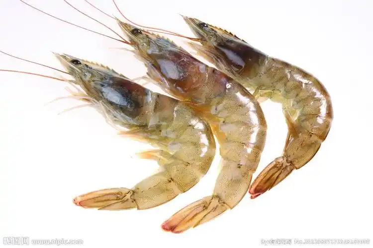 虾 对虾图片