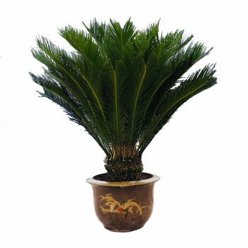 苏铁大型室内盆栽铁树盆景铁树小苗客厅盆栽四季常青绿植庭院办公室