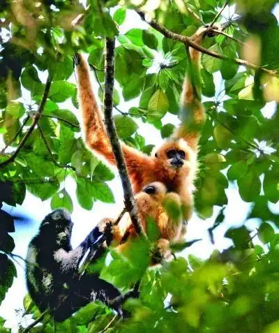 海南热带雨林国家公园内,罕见的国家一级保护动物圆鼻巨蜥的幼崽.
