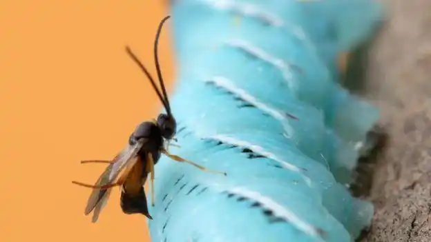 图注:寄生蜂在毛虫身上产卵