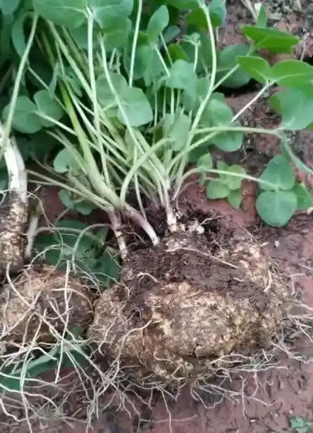 野生山土豆,有多少人见过?挖过?吃过?