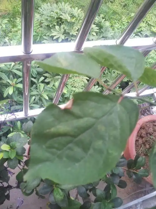 乌梅  现在不少叶片 局部发黄  有的在边缘 有的在叶子中心