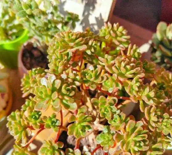 被名字耽误的"小人祭",叶色斑斓"易群生",养成老桩更雅致|植株|多肉