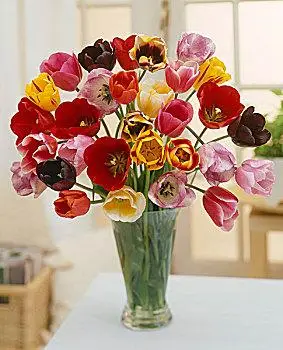 花瓶,混合,郁金香