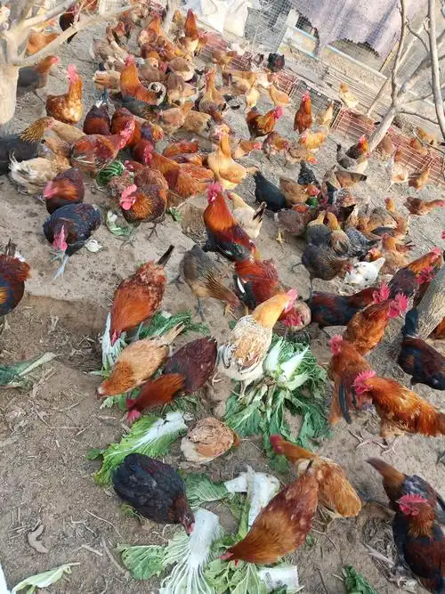 火热销售中,自家养的散养七彩山鸡,柴鸡,现有2年野山鸡白条,柴鸡蛋,散