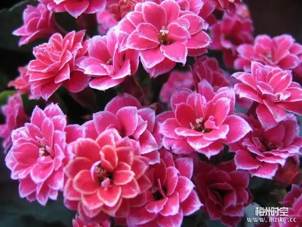 长寿花 克拉拉.jpg