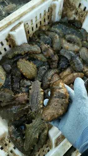 出售各种野生海参,纯天然制作而成.