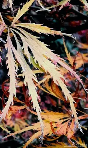 羽毛枫(学名)在乾隆御花园里,仅仅两棵,擅称凤凰枫或九尾枫.