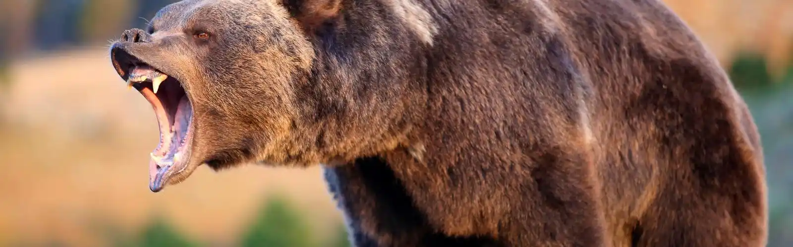 首页 动物与鸟 熊 棕熊咆哮 壁纸 棕熊咆哮 壁纸 - 3840x1200 双屏