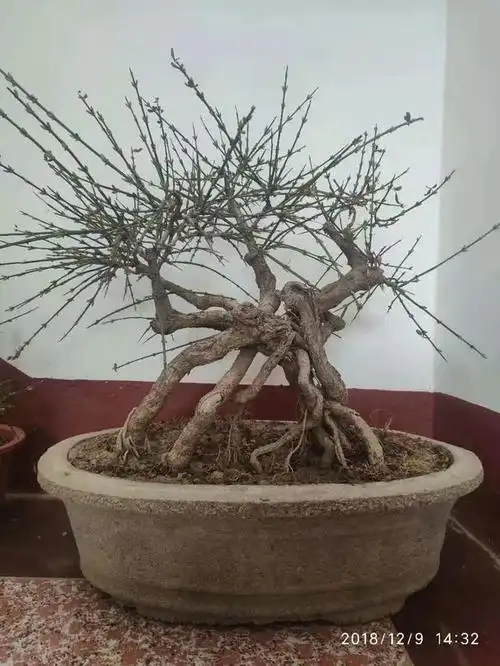 迎春盆景熟桩不错,很好种植,扦插都能活!