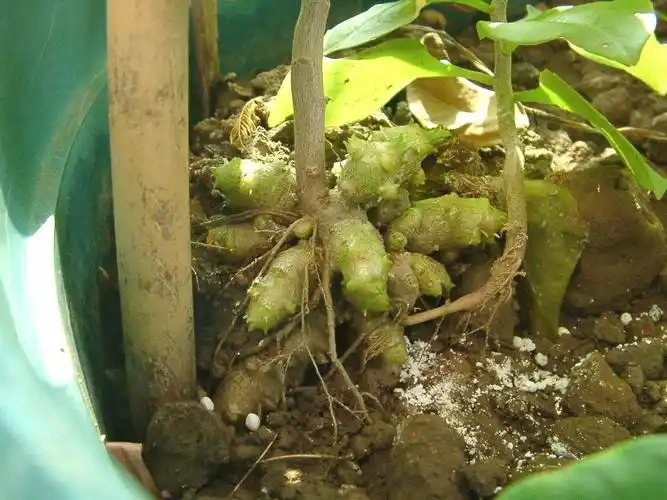 藤三七图片野生的藤三七能吃吗?