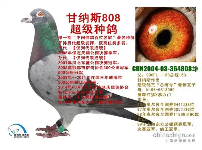 每日一鸽,甘纳斯657,追溯根源!附图