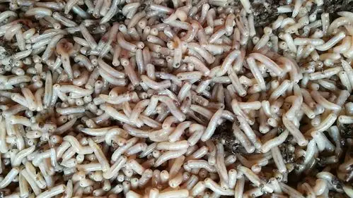 投喂蝇蛆对对虾生长的影响