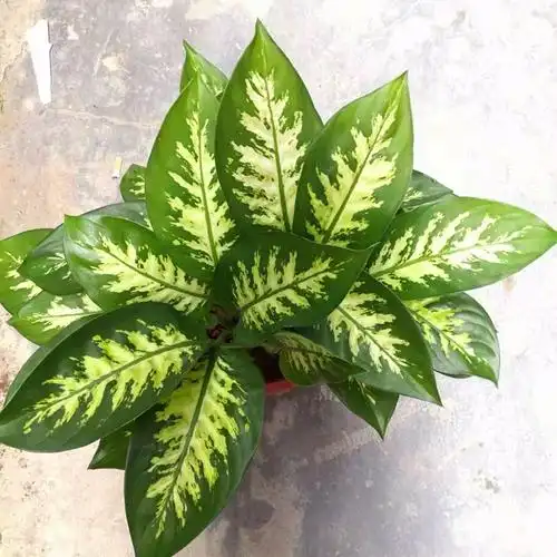 花叶斑马万年青盆栽吸甲醛净化空气室内观叶植物细斑粗肋草耐阴 大盆