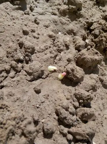 种子宝宝成长记