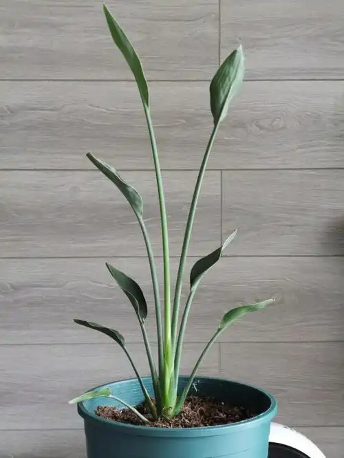 养了2年的鹤望兰终于出花剑了