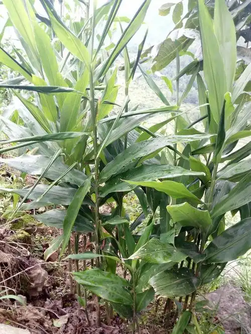 这个植物可以食用,叶子像姜,根茎出会长出可食用,求这个学名?