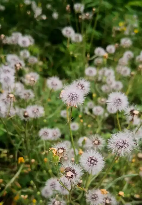 是菊科还阳参属植物.春天开黄色小花,很漂亮