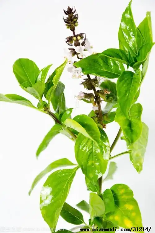 图片展示十香菜麝香菜