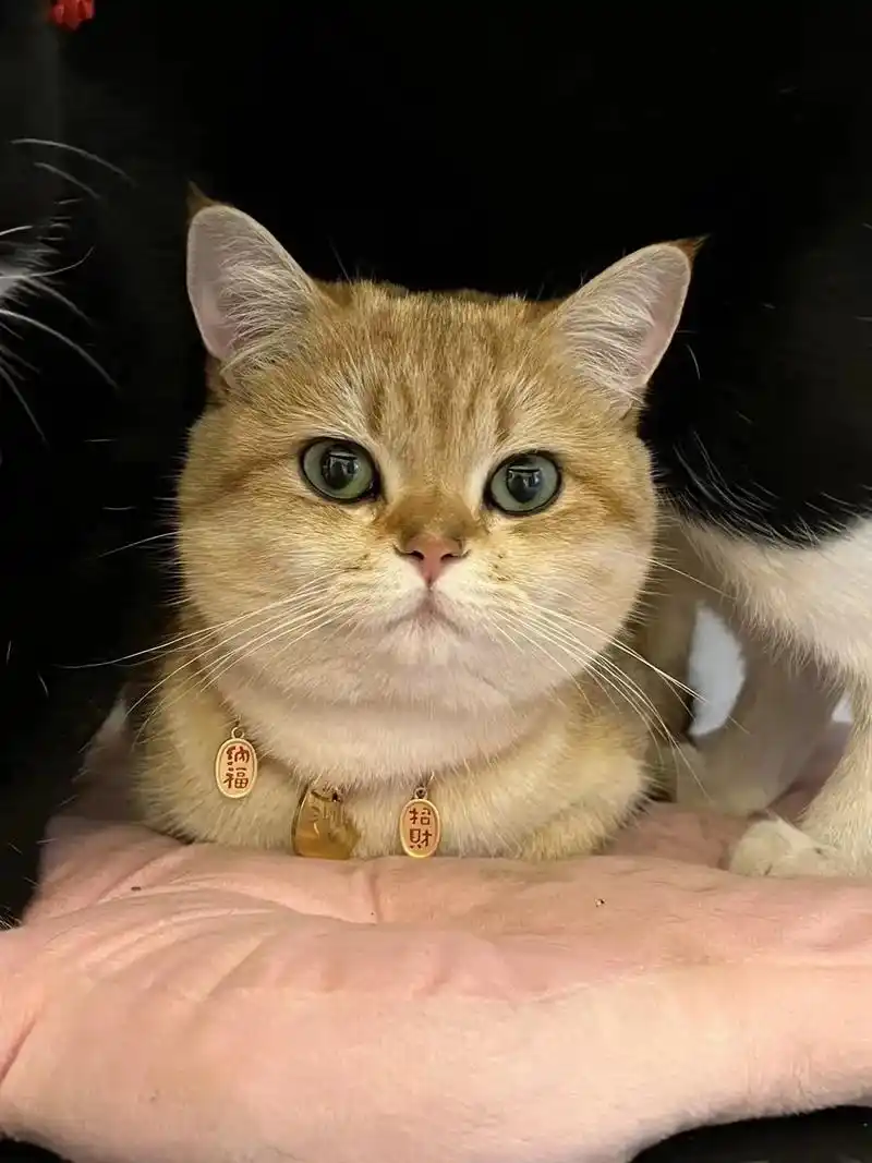 93寻猫启事:姓名福福,品种金渐层,公猫,体重五斤左右 - 抖音