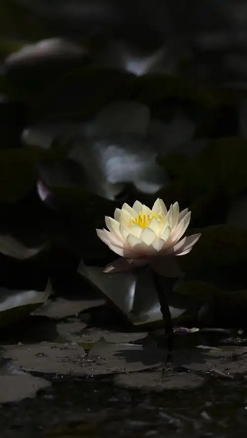 禅意摄影:夏日睡莲绽放