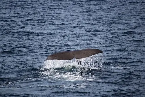 cachalote/sperm whale | flickr – 相片分享!