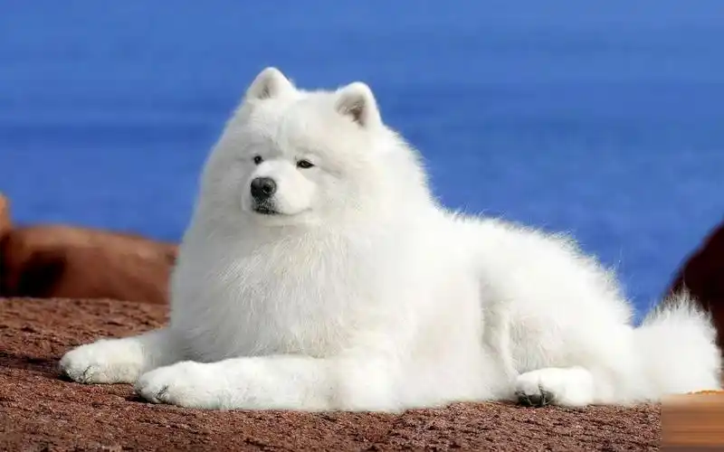 活动作品新手养狗品种介绍微笑天使萨摩耶的优缺点