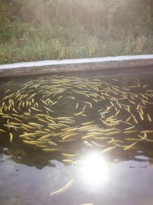 鱼乐源山庄养殖的金鳟,鲟鱼是您馈赠亲朋好友的首选!