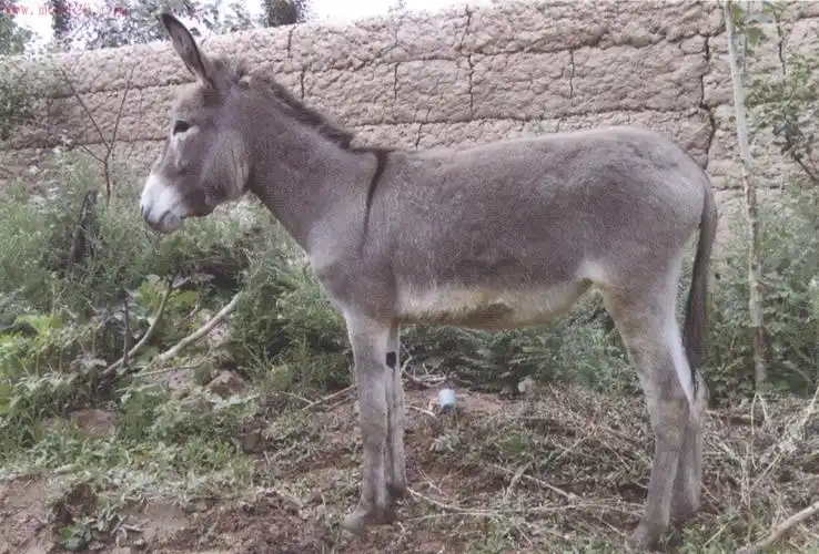 新疆驴驴品种介绍