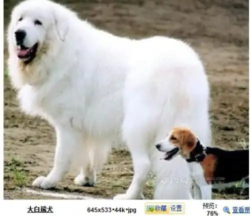 外型高大白色长毛是什么狗?