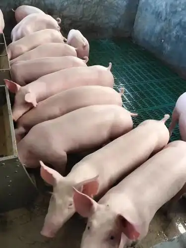 冬季生猪饲养管理的关键技术