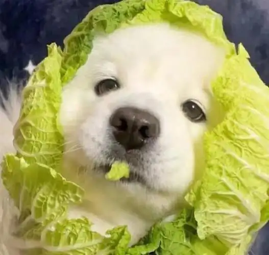 快艾特你身边又菜又爱玩的集美吧#表情包  #又菜又爱玩  #可爱表情包