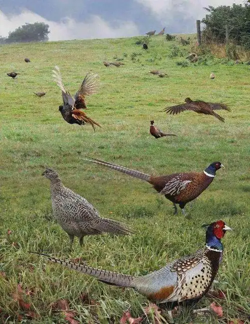 农村田地里的野鸡损害庄稼,农民怎么办?_稻草人