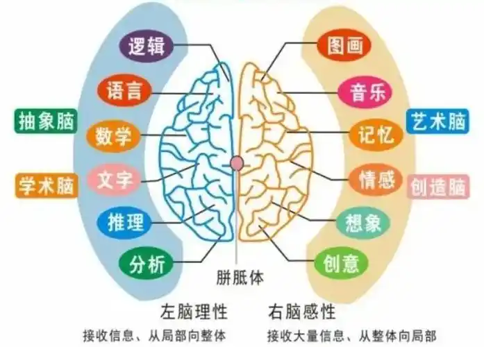 左右脑协作少会导致男孩不开窍哈佛博士推荐沟通训练