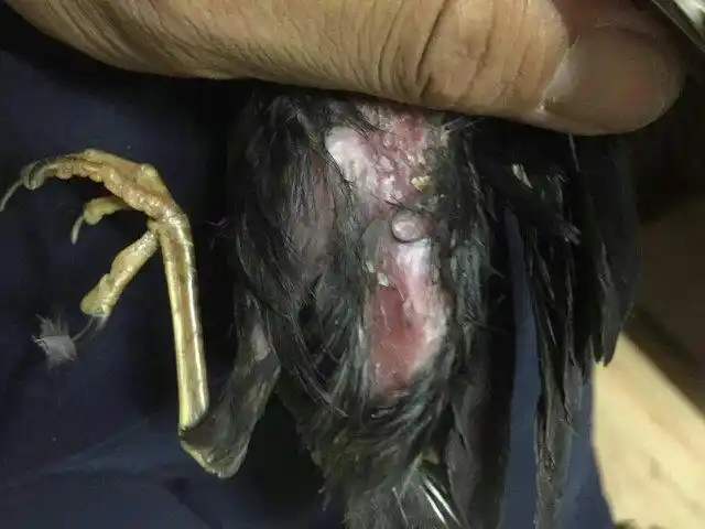 八哥得病了 皮肤长包还掉皮叼毛 就跟粉刺一样在后背跟翅膀上