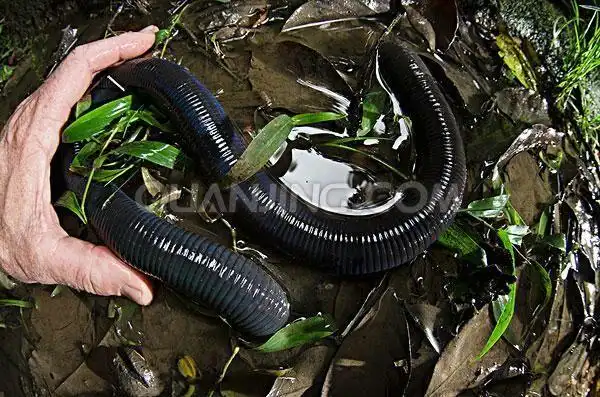 图片里的是蚯蚓吗?是什么品种?原产地在哪?