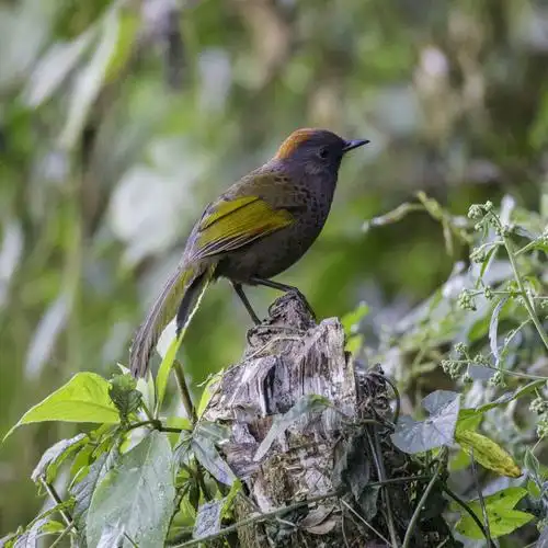 百花岭上百鸟图之二(2016年12月13日一15月摄于云南高黎贡山百花岭)