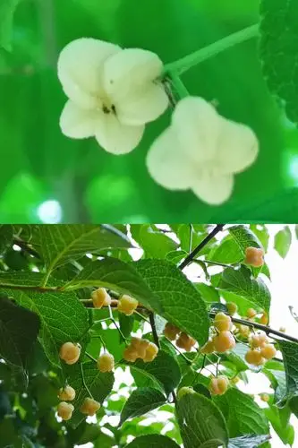 2. 卫矛(别称:四棱树)