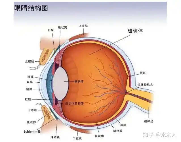 眼轴回退缩短三年级小学生近视防控经验分享哺光仪全光谱灯光650nm