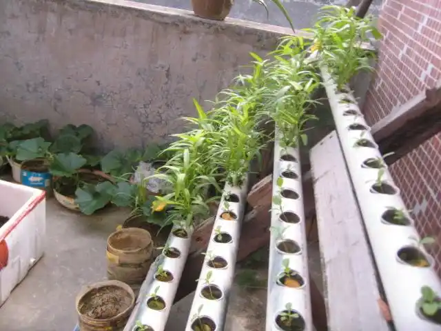 自己用砖砌的阳台种菜的图片买点大的花盆就可以种菜了.