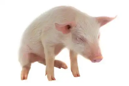 在背景中,选择性焦点牛睡在干草上的新生猪小猪在草地上在农村动物