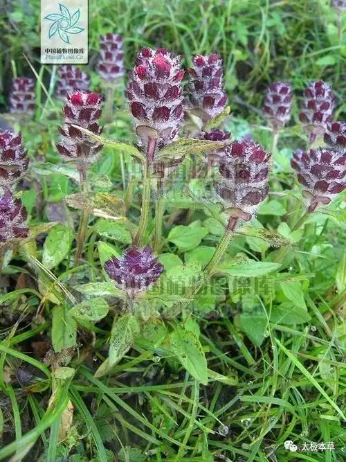 夏枯草,见过吗?散结解毒.治甲状腺肿大,淋巴结结核,乳腺增生