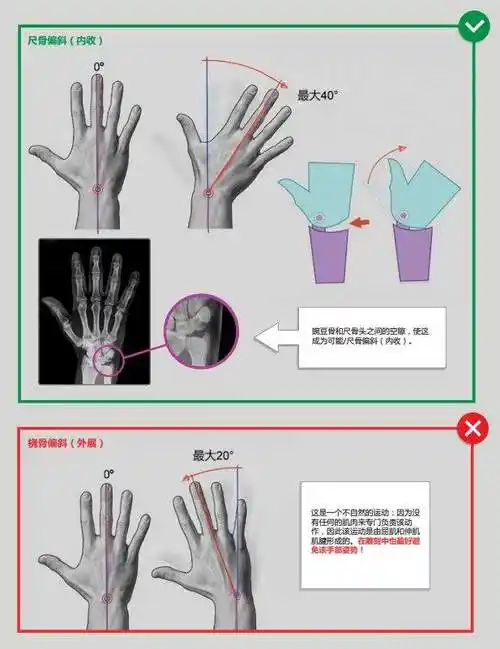 手掌的活动范围,以防画出的结构看着像骨折了,这个也需要注意一下,内