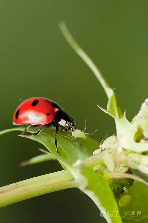 蚜虫的瓢虫狩猎