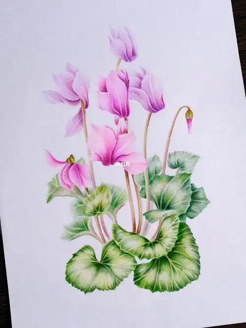 彩色铅笔画仙客来附步骤图