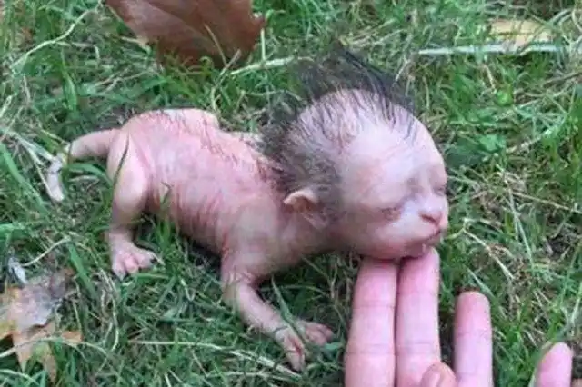 国外出现一组人头猫身照片背后的事实让人感叹